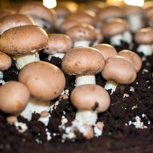 oz. BROWN-BUTTON 28gr/1 DRY SEEDS for GROWING on COFFEE GROUNDS or SUPSTRATS oz. BROWN-BUTTON 28gr/1 DRY SEEDS for GROWING on COFFEE GROUNDS or SUPSTRATS