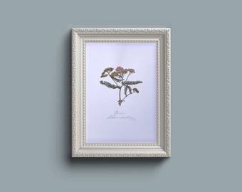 本物の押し花ウォールアート - ヤロー - フレームなし A4
