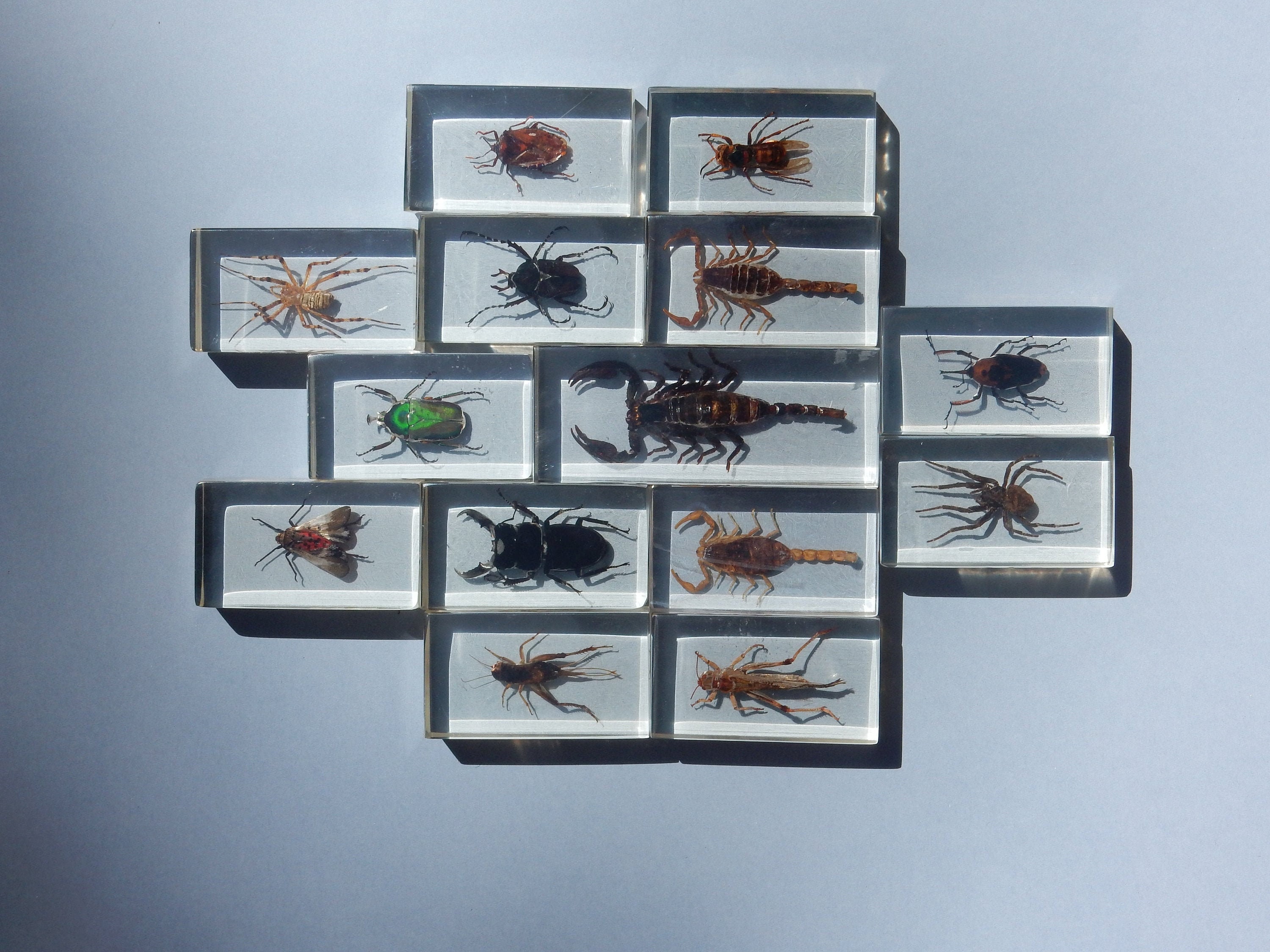 Coffret d'insectes Véritables en Taxidermie Inclusion Dans Blocs de Résine