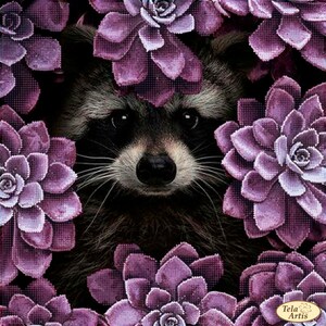 Può includere: Il muso di un procione che spunta da dietro un gruppo di fiori di succulente viola. Gli occhi del procione sono grandi e scuri, e la sua pelliccia è nera e grigia.