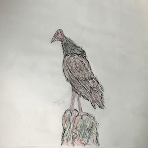 Turkey Vulture art piece