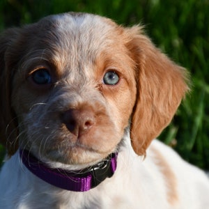 FURBABIES-Puppy ID Whelping Collars (Nylon Collars)