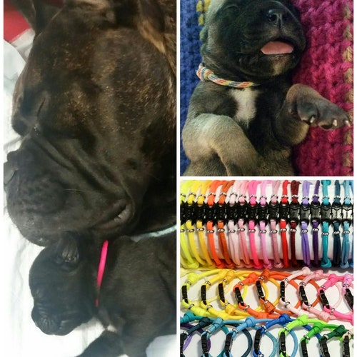 Newborn Puppy Collars Paracord Whelping ID Collars Adjustable Etsy