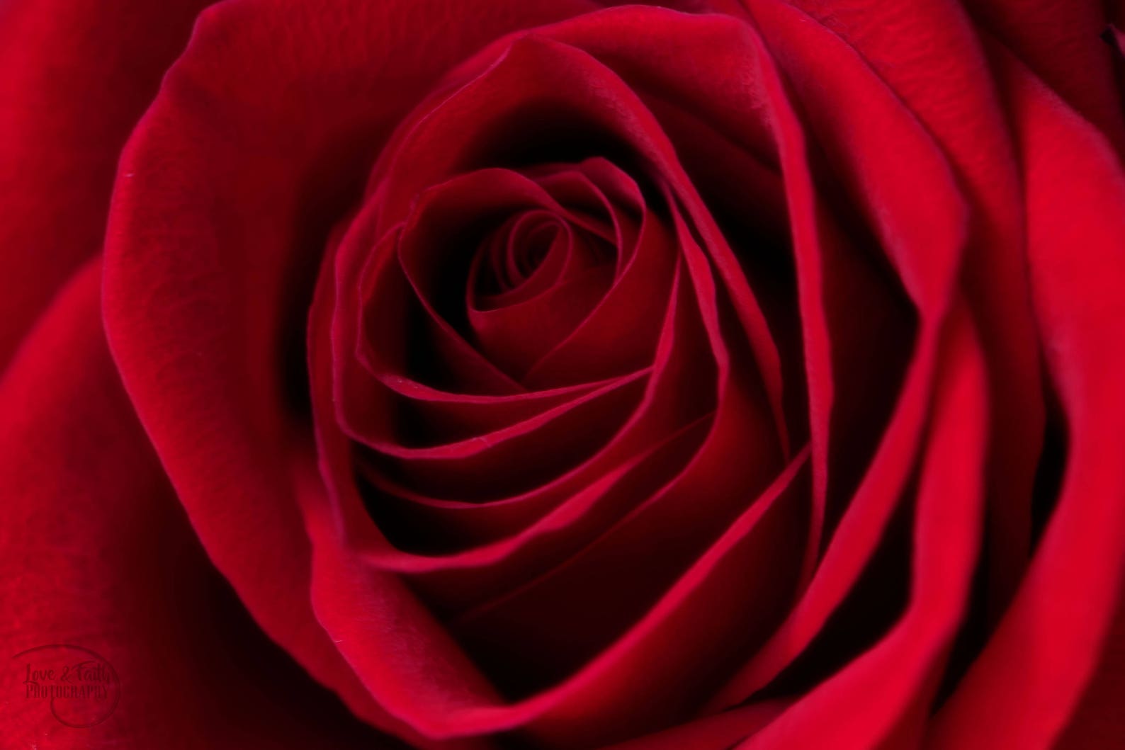 Rose Wall Art Flower Photography Flower Print Red Rose Etsy