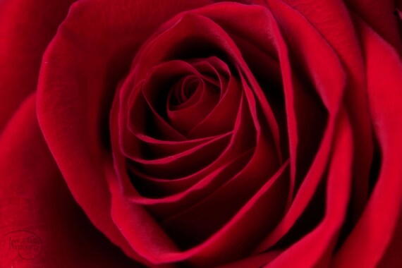 Rose Wall Art Flower Photography Flower Print Red Rose Etsy