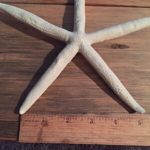 Large Starfish resin sea star cruelty free sea life wedding favor coastal sea star beach themed party decoration ornament image 2