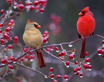 Cardinals Perched on a Branch with Red Berries