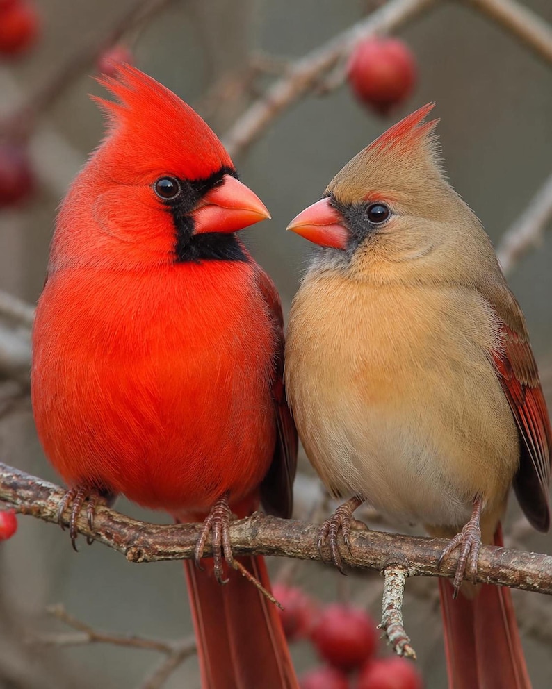 Male and Female Cardinals Stunning Close Up - Etsy