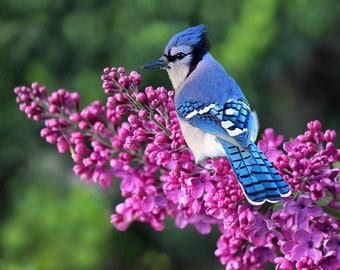 Blue Jay on Pink Cherry Blossoms