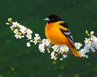 Oriole in White Apple Blossoms