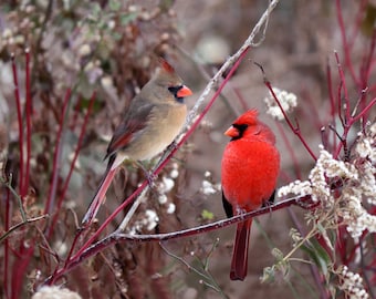Cardinals - Pair of Male and Female Cardinals Perched on a Branch in their Natural Habitat