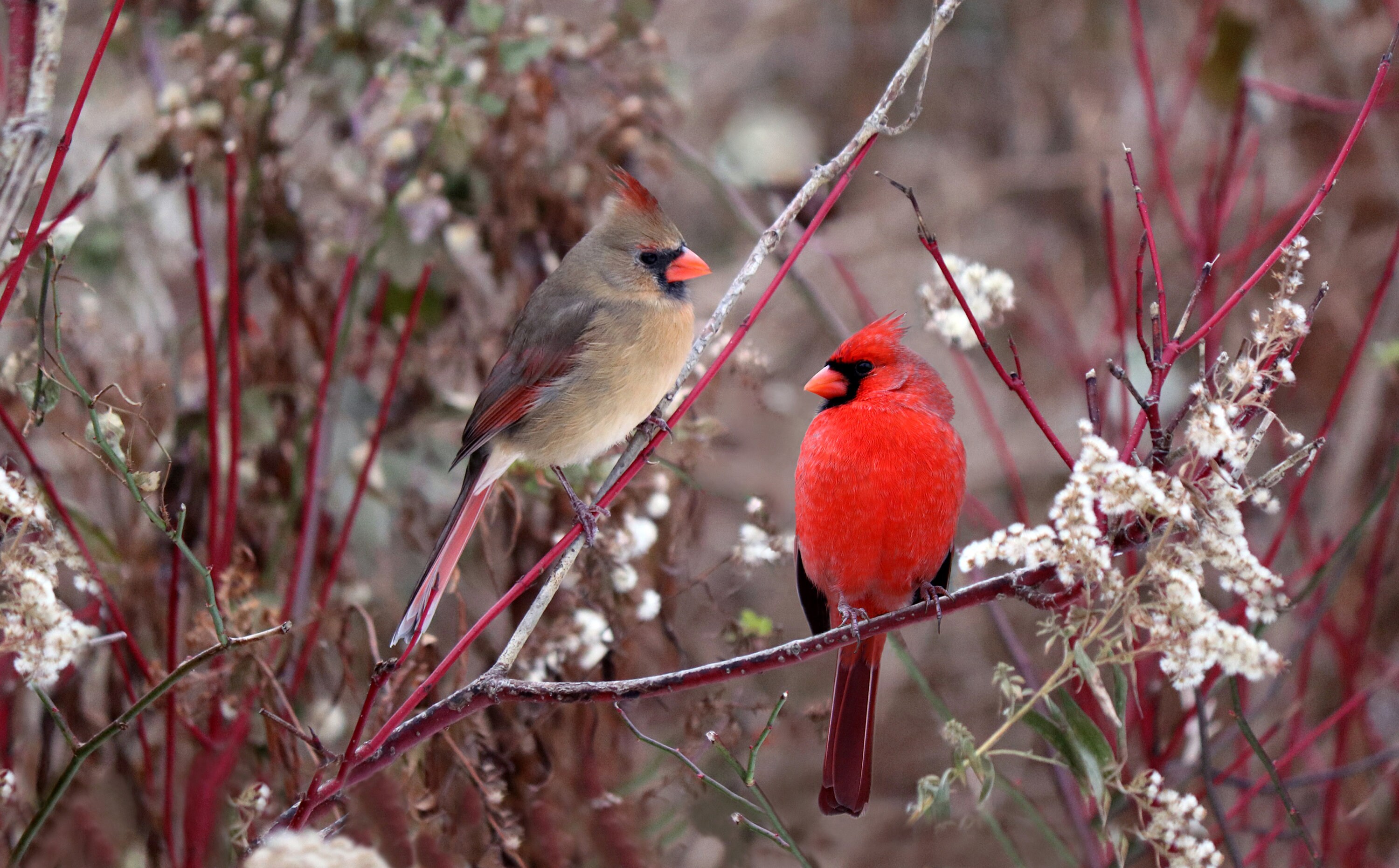 Cardinals Pair of Male and Female Cardinals Perched on a Etsy Sweden