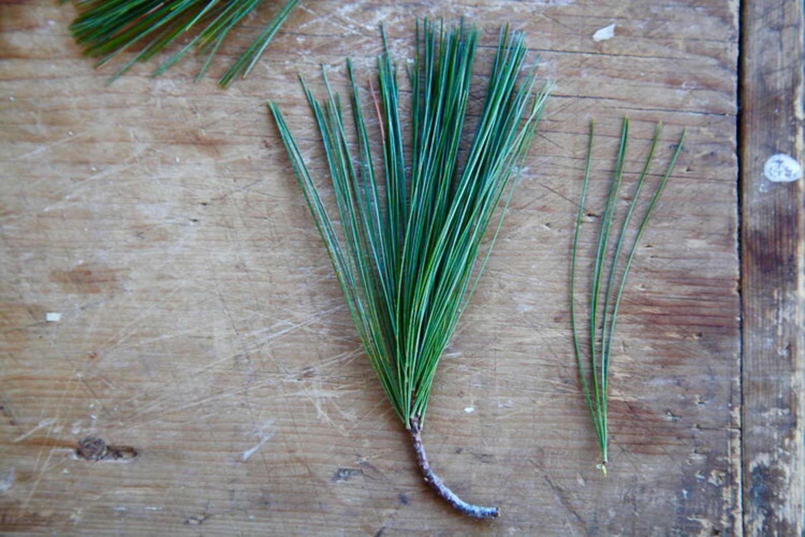 Organic Fresh Picked White Pine Needles Wild Harvested Etsy