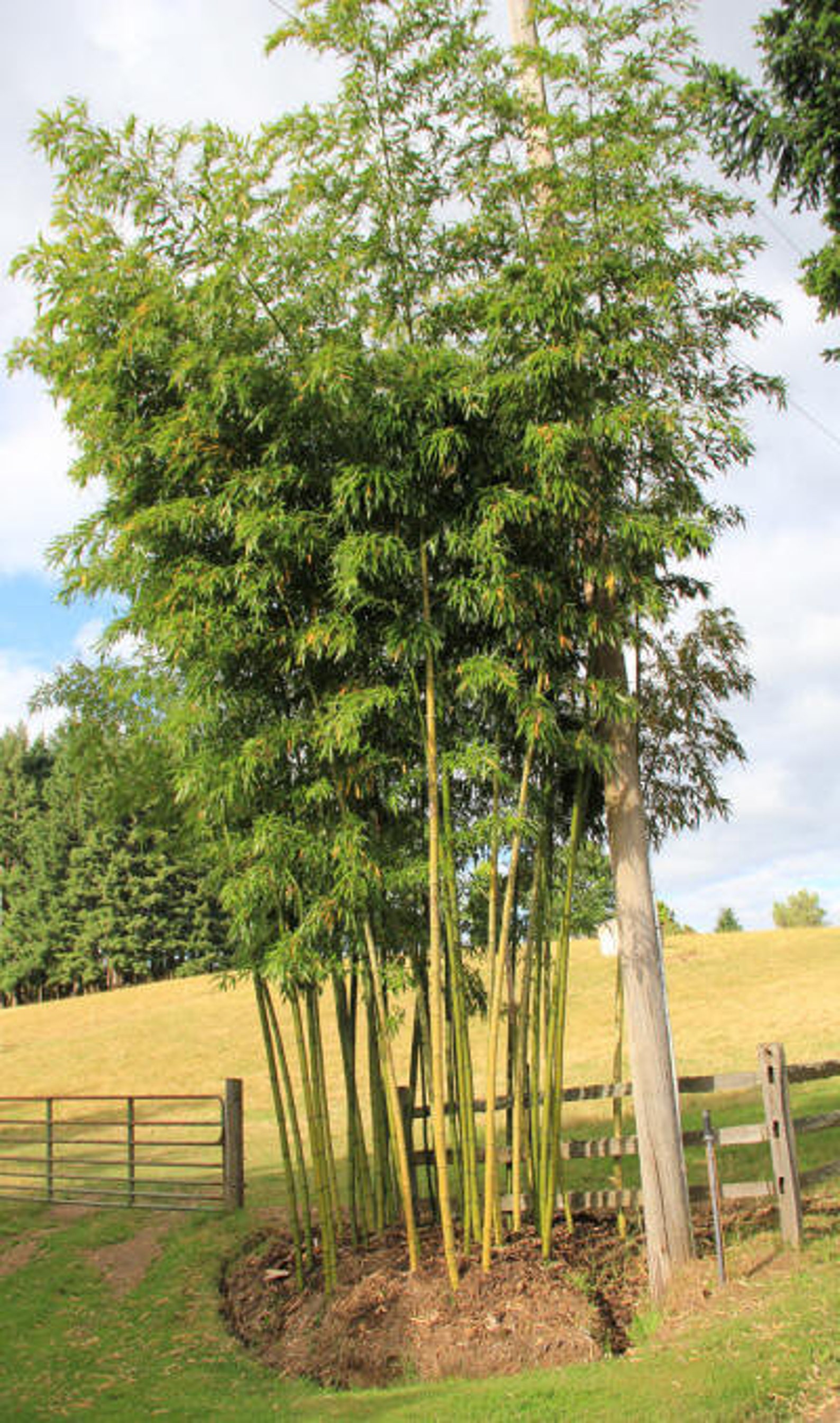 Phyllostachys vivax Japanese Timber Bamboo Etsy