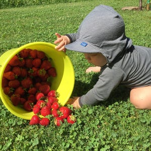 Op de afbeelding: Een gele emmer vol rijpe rode aardbeien wordt omgegooid op groen gras. Een kind met een grijze zonnehoed met capuchon en een shirt met lange mouwen reikt naar de bessen. De scène speelt zich buiten af.