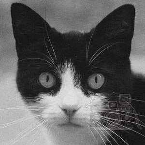 DIGITAL DOWNLOAD - Black and White Cat Photograph