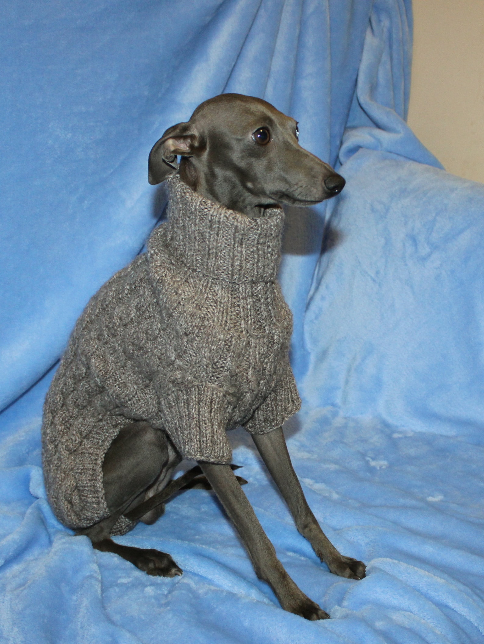 Wool Italian Greyhound sweater. Italian Greyhound clothing Etsy