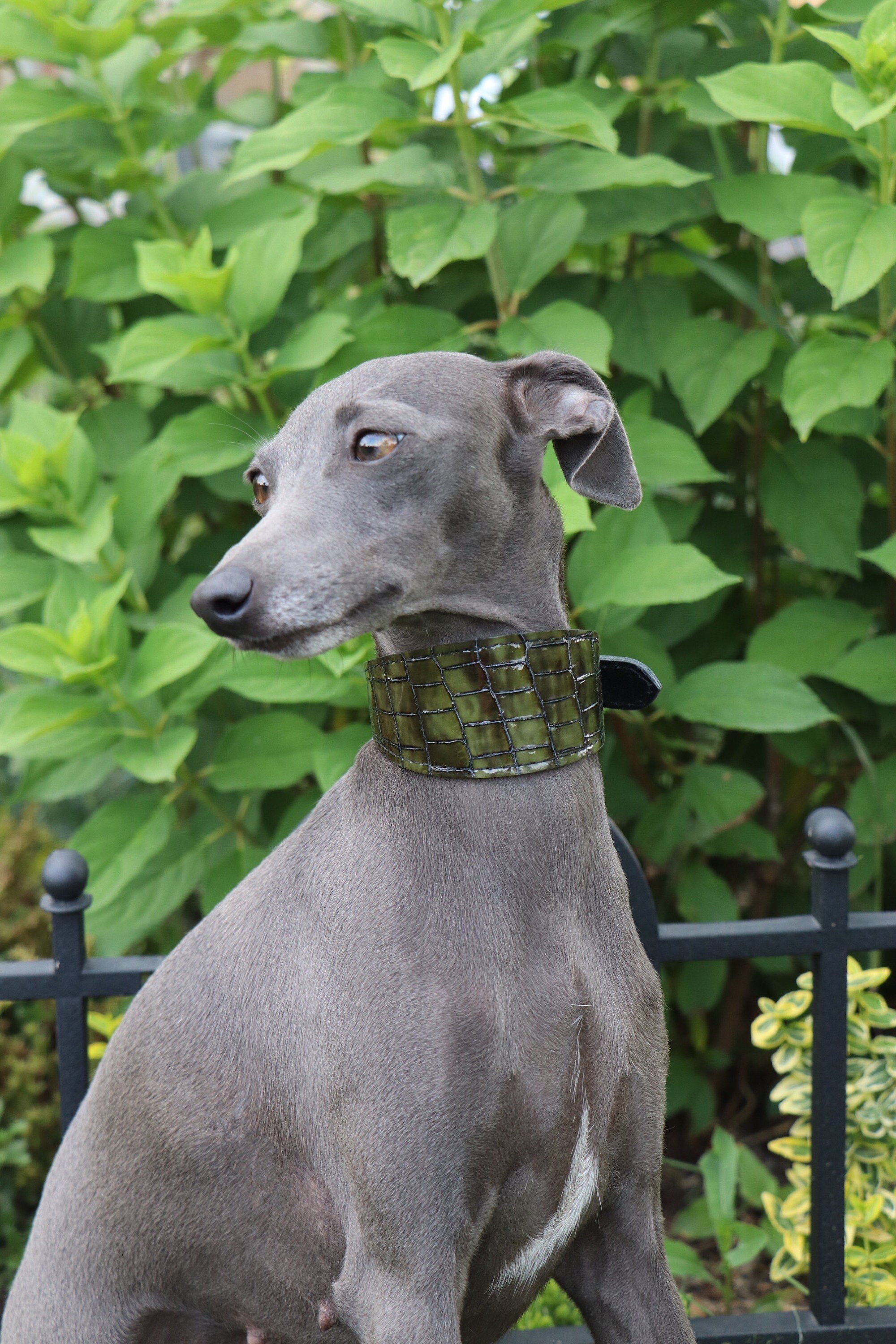 Leather Italian Greyhound collar Sighthound collar Whippet Etsy