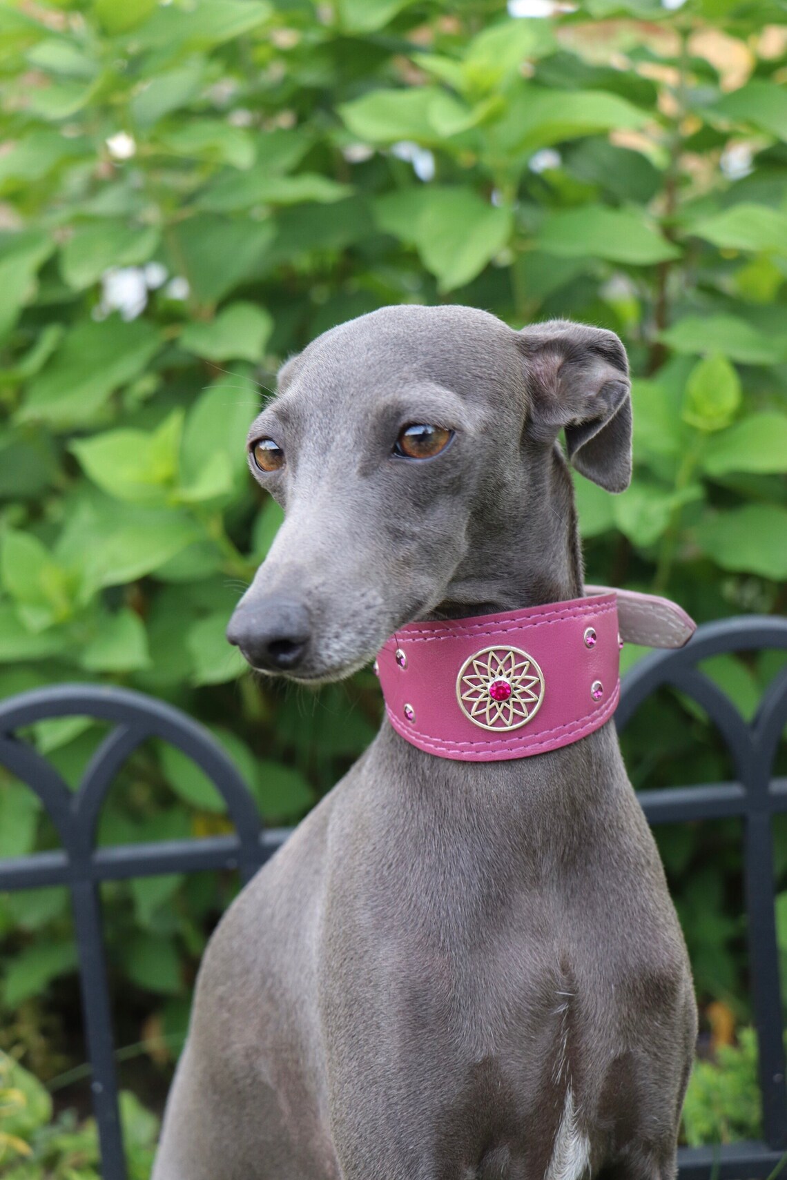 Leather Italian Greyhound collar Sighthound collar Whippet Etsy