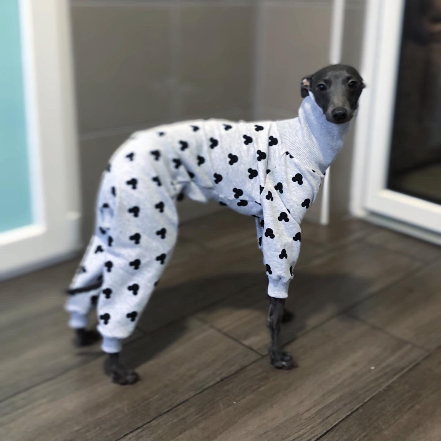 Italian Greyhound jammies. Italian greyhound clothing clothes. Etsy