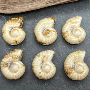 One Antique Glazed Porcelain Shell Bead: 40mm Nautilus Spiral Pendant