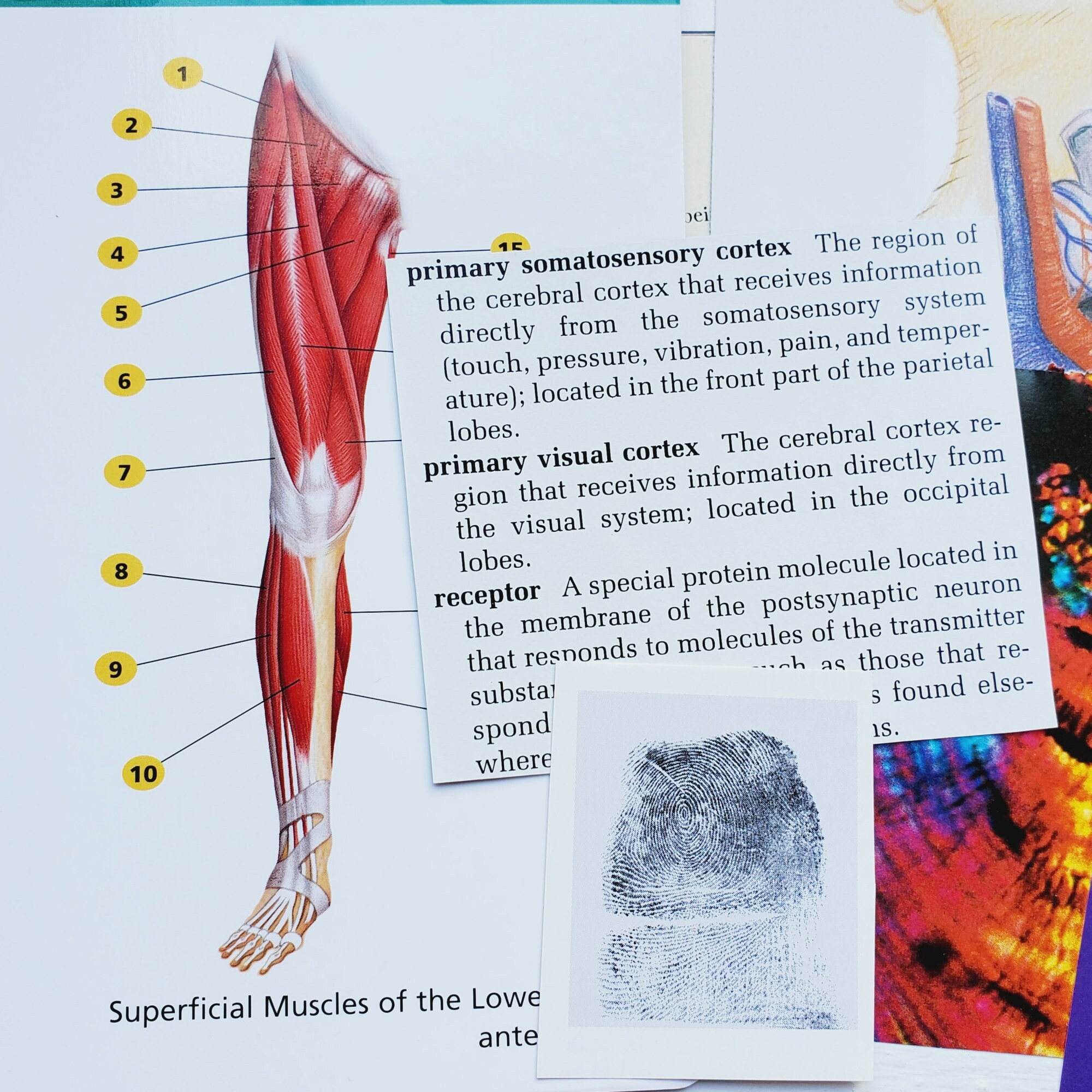 ANATOMY Paper Kit 10 MEDICINE Skeleton. Vintage Ephemera Etsy