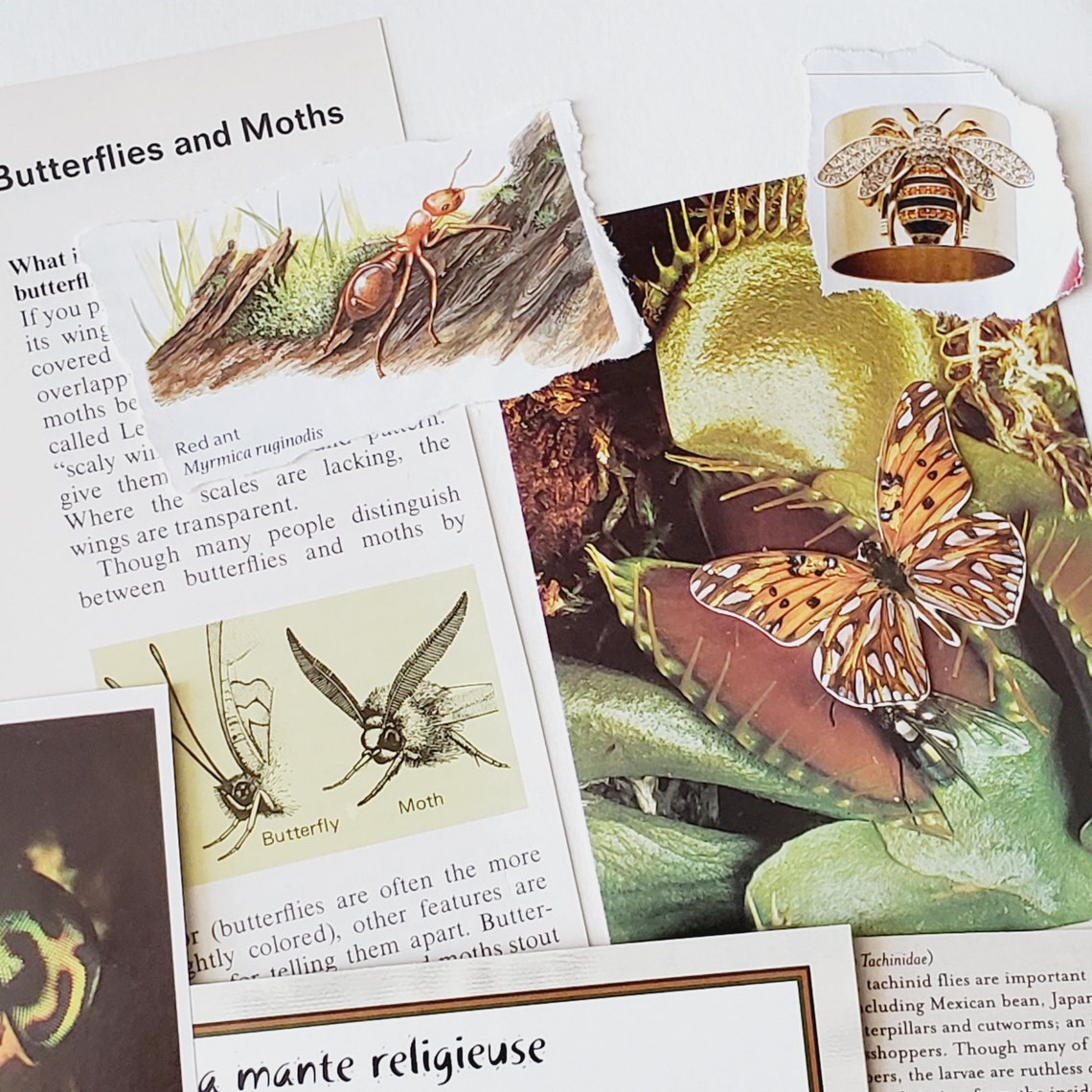 Insects Journal
