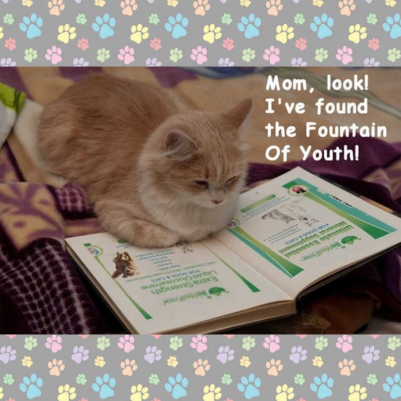 May include: A ginger cat with white paws is reading a book titled "BeMedFree Extra Strength Liquid Glucosamine for Dogs & Cats Ultimate Essential Mineral Supplement". The cat is lying on a purple and brown blanket. The text above the cat reads "Mom, look! I've found the Fountain Of Youth!"