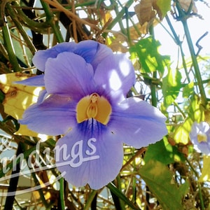 Bengal Trumpet. Photograph, Digital Art, Instant Download, Bengal Clock Vine, Purple, Sunny, Large-flowered Thunbergia