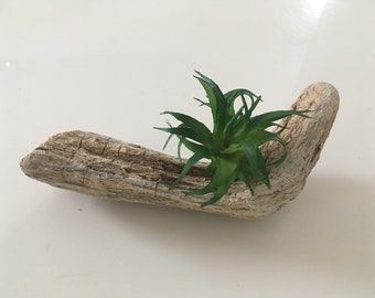 Bent Air Plant Display 7.2'' (19cm) Succulent Holder , Table Decor , Driftwood Mobile , Air Plant Stand , Wood Planter , Air Stand , DIY