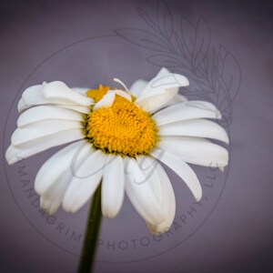 Double Daisy Digital Photography Art