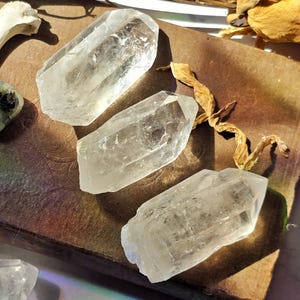 May include: Three clear quartz crystal points are arranged on a textured, brown surface. The crystals are translucent with visible internal structures and sharp, defined edges. Dried plant matter and a bone fragment are visible in the background, adding to the natural aesthetic.