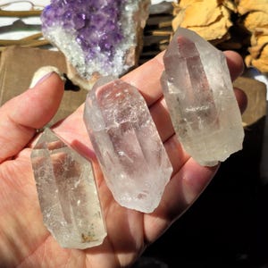 May include: Three clear quartz crystal points of varying sizes are held in a hand. The crystals have a natural, rough texture and are translucent. A purple amethyst geode and dried flowers are in the background.