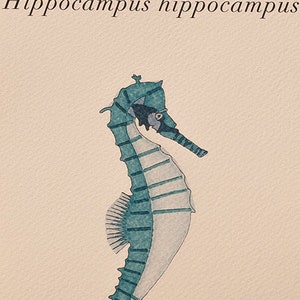 Könnte beinhalten: Ein Aquarellbild eines blauen und weißen Seepferdchens mit dem Text "Hippocampus hippocampus" oben und "Lucilla Vecc" unten.