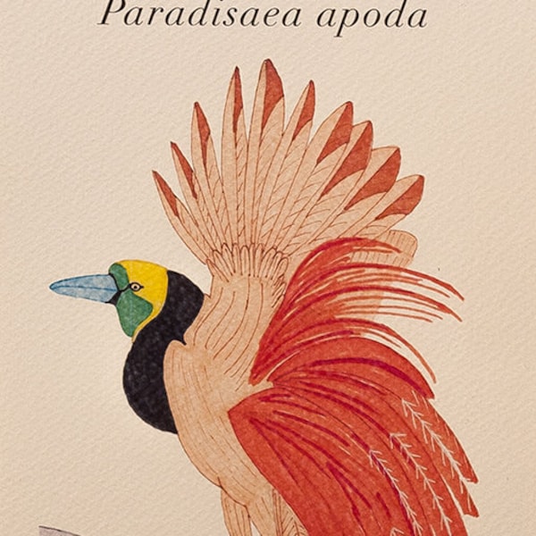 Natuurillustratie "Paradijsvogel"