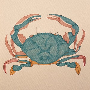 May include: Watercolor illustration of a crab, Scylla serrata, in shades of blue, orange, and pink. The crab is centered on a cream-colored paper. The artist's name, Lucilla Vecc, and the number "n.03" are at the bottom.