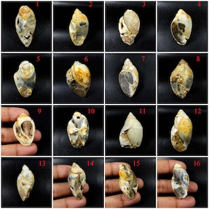 May include: A collection of 16 fossilized seashells, each with unique shapes, colors, and textures. The shells are arranged in a grid pattern, with numbers 1 through 16 labeling each shell.