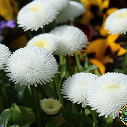USA SELLER White Straw Flower Seeds 100 Seeds HEIRLOOM Etsy