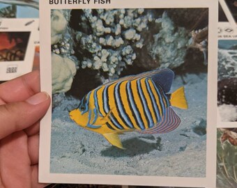 Sea Creatures Vintage Cards | Junk Journal Ephemera | Educational Vintage Flash Cards | Animals Fish
