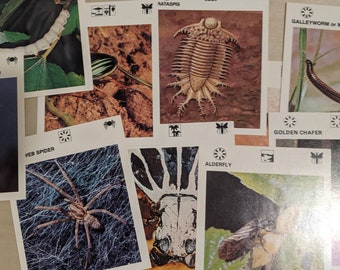 Creepy Crawlies Vintage Cards | Junk Journal Ephemera | Educational Vintage Flash Cards | Animals Bugs Spiders