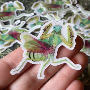 Praying Mantis Clear Vinyl Sticker