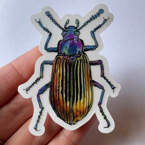 Colorful Beetle Vinyl Sticker | Transparent Waterproof Stickers | Nature Lovers | Insects | Realistic Art | Nature Aesthetic