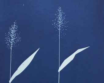 Wild Grass Blue Botanical Graphic Cyanotype Print