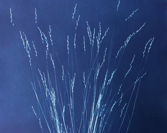 Grass Cyanotype Print