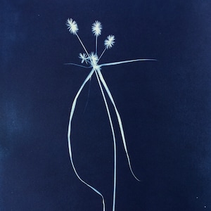 May include: A white flower with multiple stems against a dark blue background.