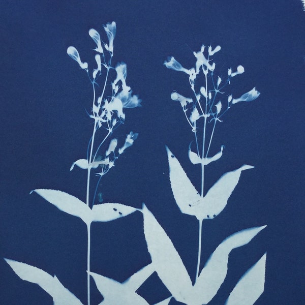 Penstemon ‘Dark Towers’ Beardtongue Botanical Cyanotype Print