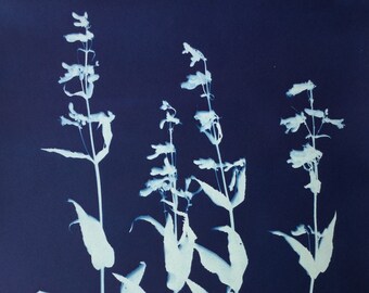 Penstemon Blue Botanical Flower Cyanotype Print