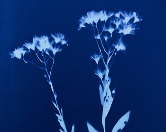 Aster Flower Cyanotype Art Print