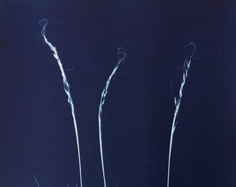 Blue and White Graphic Botanical Cyanotype Print Art