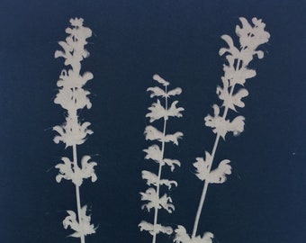 Salvia Flowers Cyanotype Print
